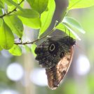 Výstava exotických motýlů Praha