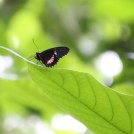 Motýl v botanické zahradě