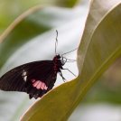 Motýl z botanické zahrady Praha