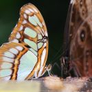 Motýli - více fotografií exotických motýlů si můžete prohlédnout <a href="https://malebno.cz/fotografie-motylu-ze-skleniku-fata-morgana-v-praze">ZDE</a>