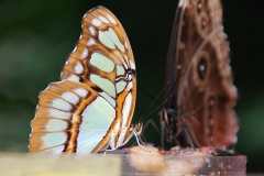 Motýli - více fotografií exotických motýlů si můžete prohlédnout <a href="https://malebno.cz/fotografie-motylu-ze-skleniku-fata-morgana-v-praze">ZDE</a>