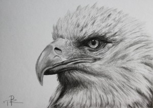 Kresba orla obyčejnou tužkou, realistická kresba orla