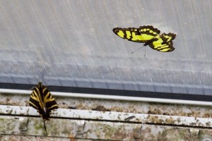 Fata Morgana - motýli na okně