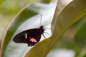 Tropický motýl na listě - výstava exotických motýlů Praha